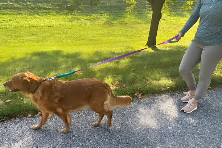Better Walks With Reliable Leashes
